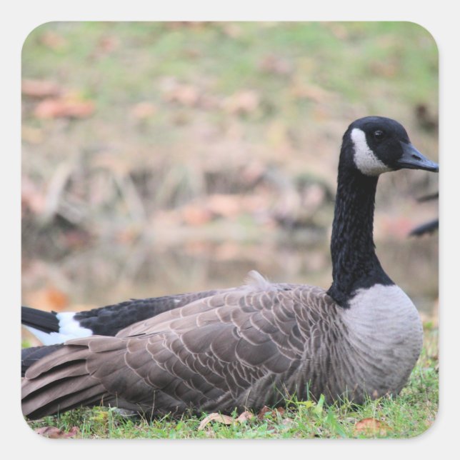 Gänse Quadratischer Aufkleber (Vorderseite)