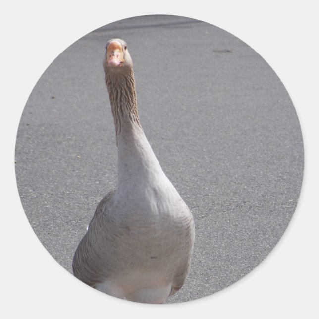 Gänse! Runder Aufkleber (Vorderseite)