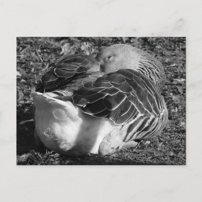 Gänse (schwarz und weiß) postkarte (Vorderseite)
