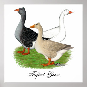 Gänse: Tufted Trio Poster
