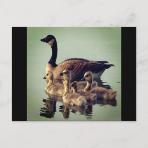 Gänse und Babys Postkarte