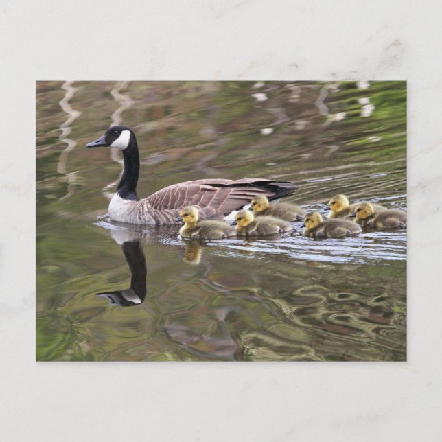 Gänse und Foto von Babygänsen Postkarte (Vorderseite)