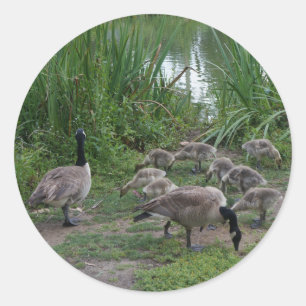Gänse und Goslings Stickers