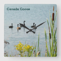 Gänse und Schwänze aus Kanada