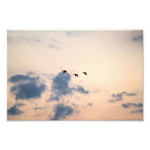 Gänse und weiche Sonnenuntergänge Fotodruck