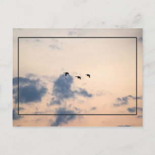 Gänse und weiche Sonnenuntergänge Postkarte
