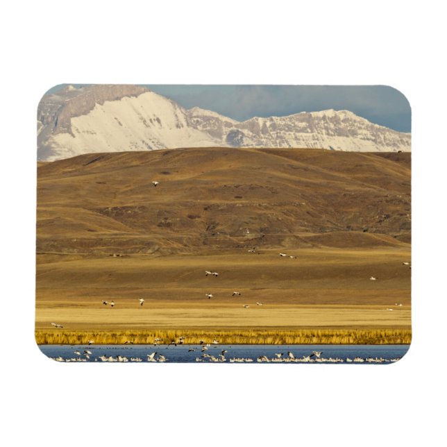 Gänse während der Frühjahrswanderung Magnet (Horizontal)