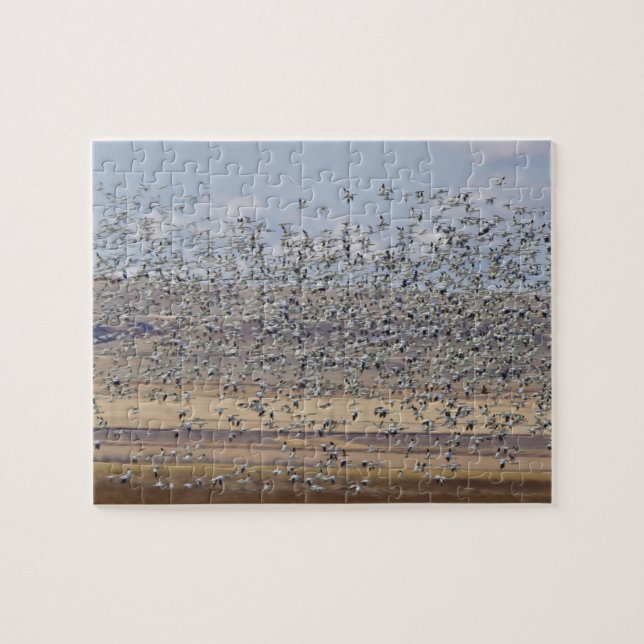 Gänse während der Frühjahrswanderung Puzzle (Horizontal)