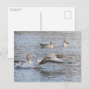 Gänse Wildlife Foto Postkarte