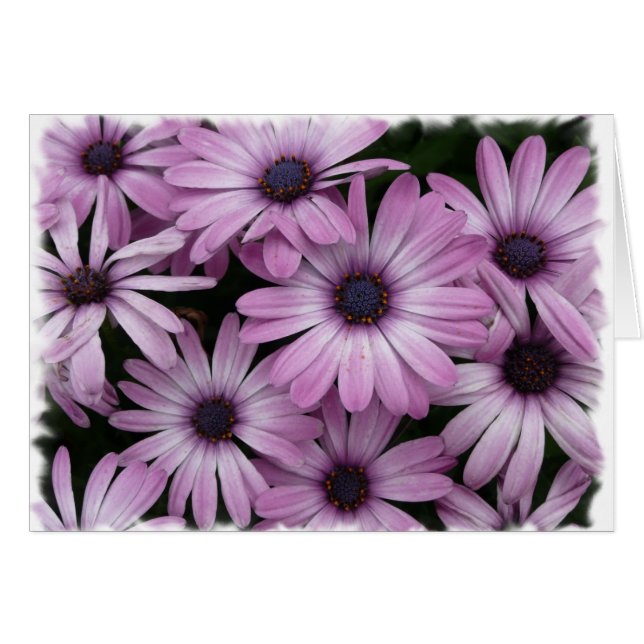 Gänseblümchen (Vorderseite (Horizontal))