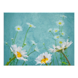 Gänseblümchen auf blauem Hintergrund Poster