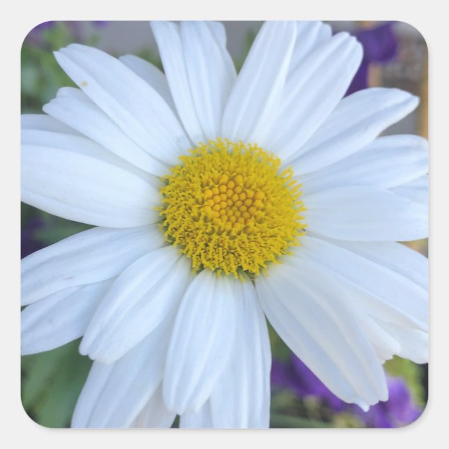 Gänseblümchen-Aufkleber Quadratischer Aufkleber (Vorderseite)