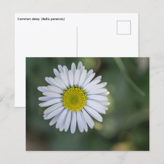 Gänseblümchen (Bellis perennis) Blütenkopf Feiertagspostkarte