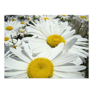 Gänseblümchen Blumen Fotografie Kunst Drucke Gänse
