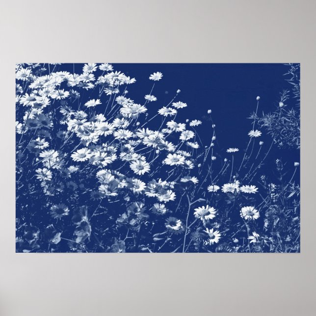 Gänseblümchen - Cyanotypie-Effekt Poster (Vorne)
