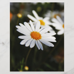 Gänseblümchen Flyer