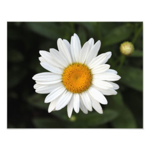 Gänseblümchen-Foto Fotodruck