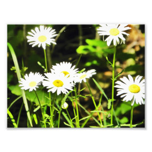 Gänseblümchen Fotodruck