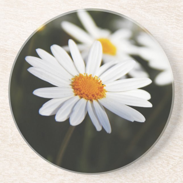 Gänseblümchen Getränkeuntersetzer (Vorne)