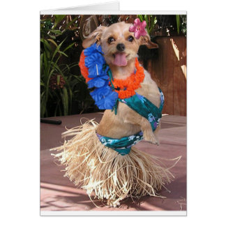 Gänseblümchen II - Hula Gänseblümchen