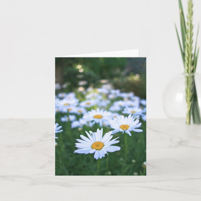 Gänseblümchen, leere Karte (Vorderseite)