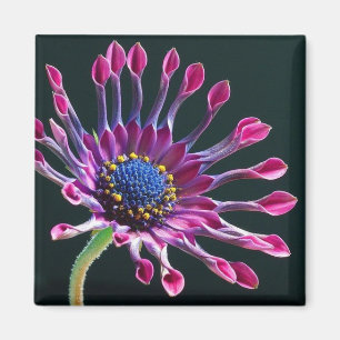 Gänseblümchen Liebe Magnet
