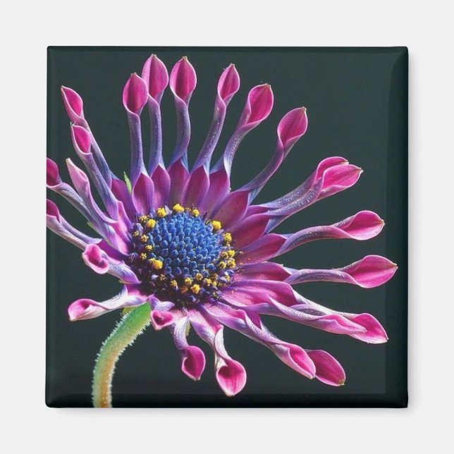 Gänseblümchen Liebe Magnet (Vorne)