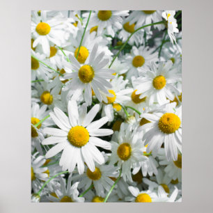 Gänseblümchen Poster