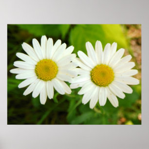 Gänseblümchen Poster