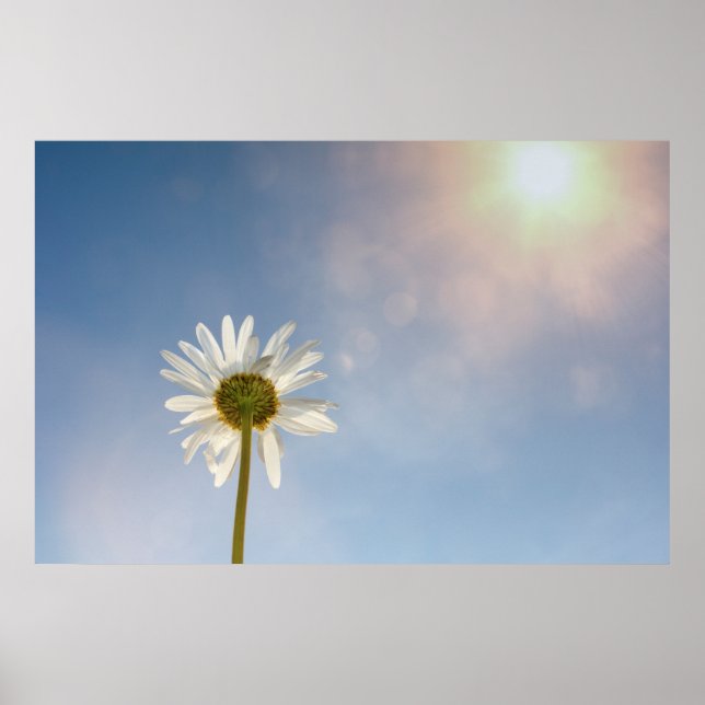 Gänseblümchen  - poster (Vorne)