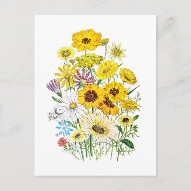 Gänseblümchen Postkarte (Vorderseite)