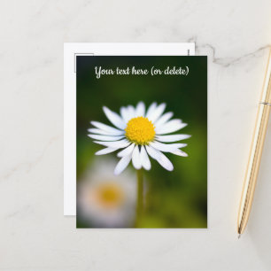 Gänseblümchen Postkarte