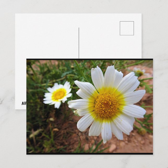 Gänseblümchen Postkarte (Vorne/Hinten)