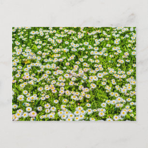 Gänseblümchen Postkarte
