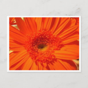 Gänseblümchen Postkarte
