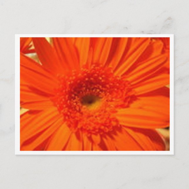 Gänseblümchen Postkarte (Vorderseite)