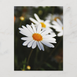 Gänseblümchen Postkarte
