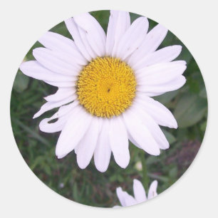 Gänseblümchen Runder Aufkleber