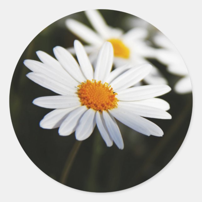 Gänseblümchen Runder Aufkleber (Vorderseite)