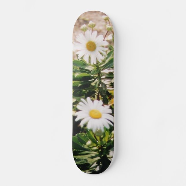 GÄNSEBLÜMCHEN SKATEBOARD (Vorderseite)