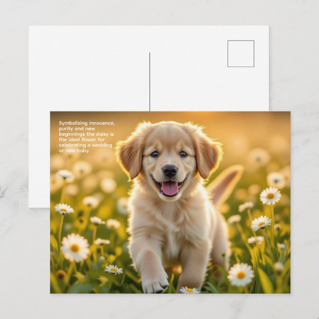 Gänseblümchen Symbolik Postkarte (Vorne/Hinten)