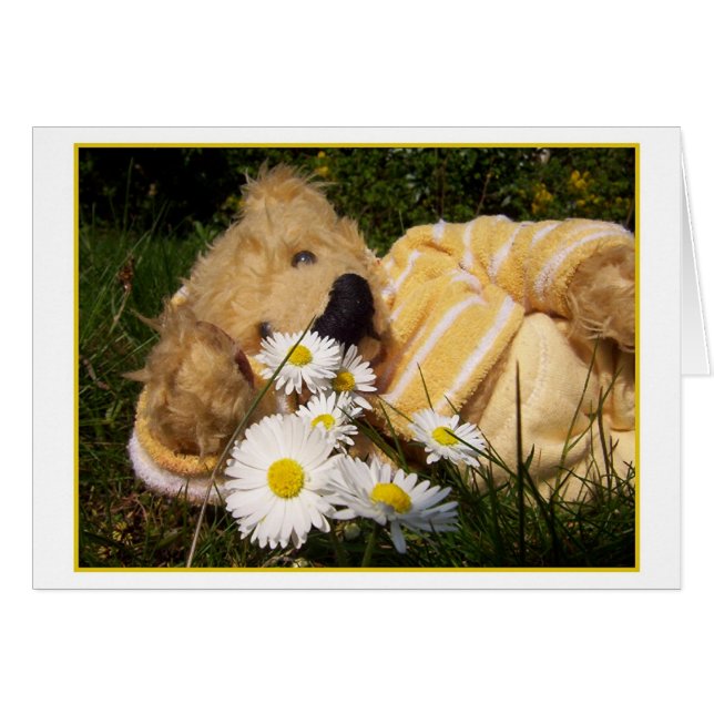 Gänseblümchen Teddy (Vorderseite (Horizontal))
