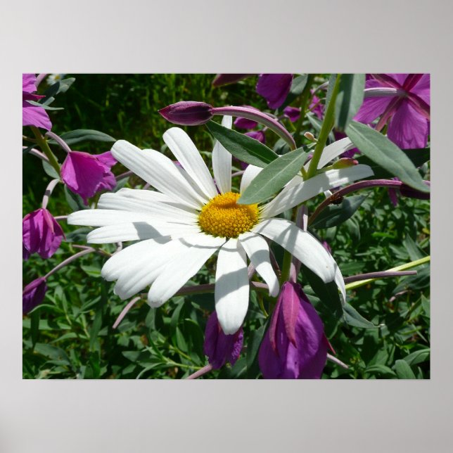 Gänseblümchen und Schmalzweide Poster (Vorne)