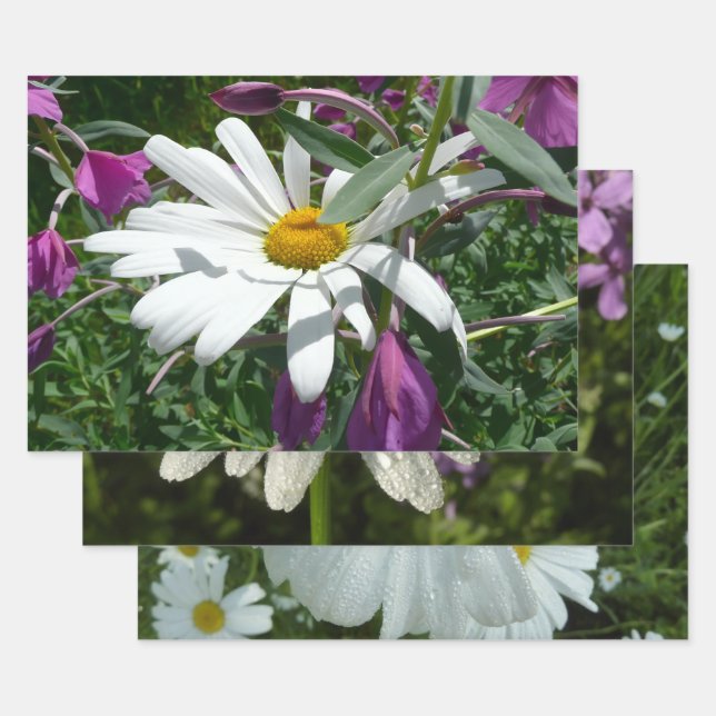 Gänseblümchen und Schmalzweide Wildblume Geschenkpapier Set (Set)
