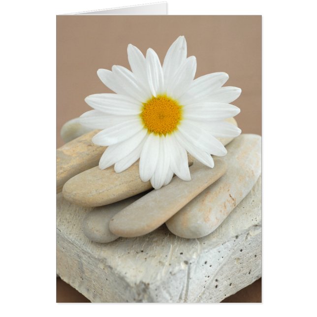 Gänseblümchen und Steine (Vorne)