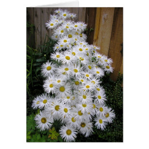 Gänseblümchen-Wasserfall