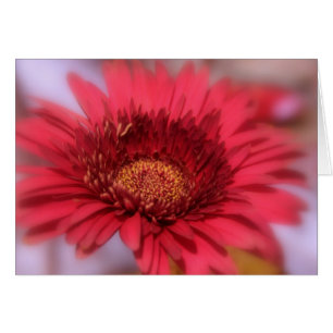 Gänseblume