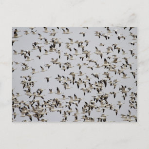 Gänsefliege Postkarte