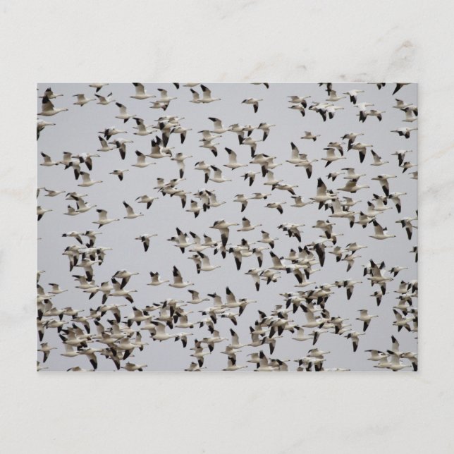 Gänsefliege Postkarte (Vorderseite)