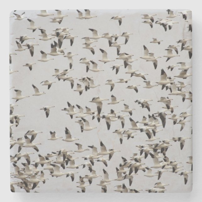 Gänsefliege Steinuntersetzer (Vorderseite)